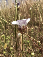 Calochortus vestae