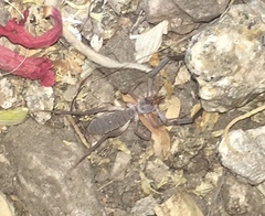 Ammotrechidae