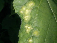 Didymomyia tiliacea