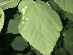 Didymomyia tiliacea