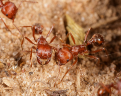 Pogonomyrmex comanche