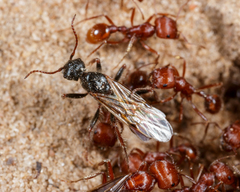 Pogonomyrmex comanche
