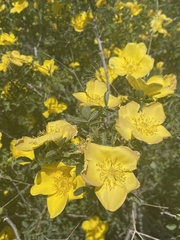 Rosa hemisphaerica