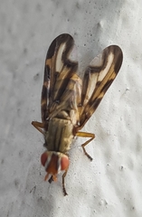 Otites lamed