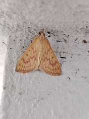 Ecpyrrhorrhoe damastesalis