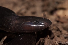 Amblyodipsas polylepis