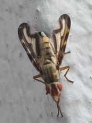 Otites lamed