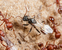 Pogonomyrmex comanche