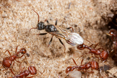 Pogonomyrmex comanche
