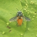 Megachile bicolor - Photo no hay derechos reservados, subido por Haneesh K M