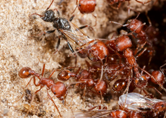 Pogonomyrmex comanche