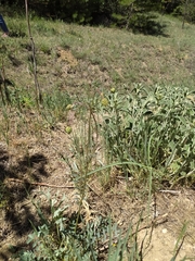 Marrubium parviflorum