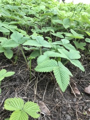 Fragaria moschata