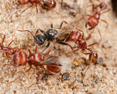 Pogonomyrmex comanche