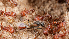 Pogonomyrmex comanche