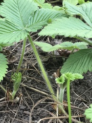 Fragaria moschata