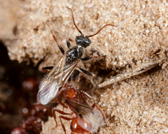 Pogonomyrmex comanche