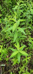 Lysimachia