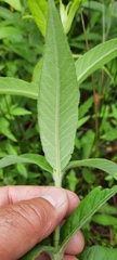 Lysimachia
