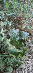 Salvia hierosolymitana