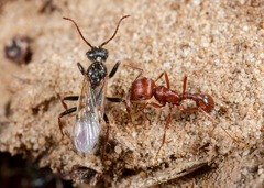 Pogonomyrmex comanche