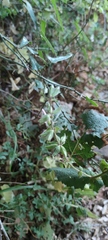Salvia hierosolymitana