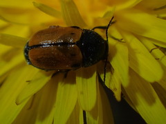 Cryptocephalus rugicollis