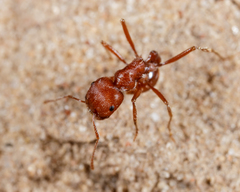 Pogonomyrmex comanche