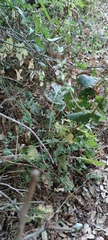 Salvia hierosolymitana