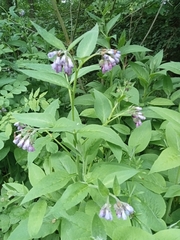 Symphytum