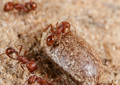 Pogonomyrmex comanche