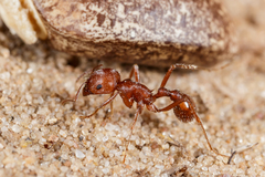 Pogonomyrmex comanche