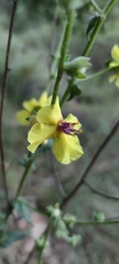 Verbascum tripolitanum