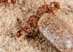 Pogonomyrmex comanche
