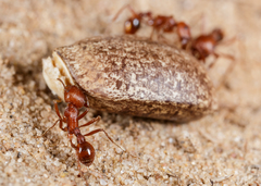 Pogonomyrmex comanche
