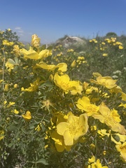 Rosa hemisphaerica