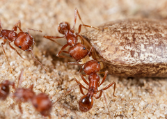 Pogonomyrmex comanche