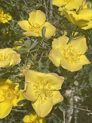 Rosa hemisphaerica