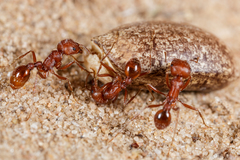 Pogonomyrmex comanche