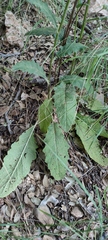 Verbascum tripolitanum