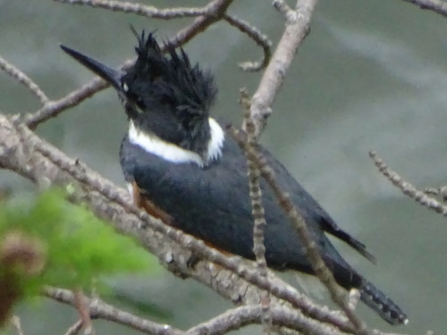 Belted Kingfisher photographed in Vermont