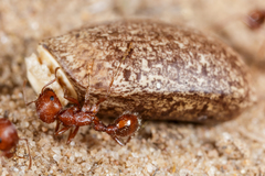 Pogonomyrmex comanche