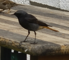 Phoenicurus ochruros