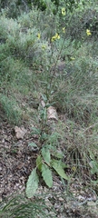 Verbascum tripolitanum