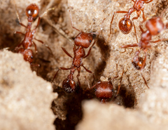Pogonomyrmex comanche