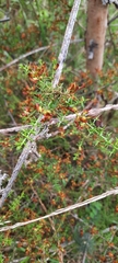 Genista triacanthos