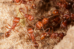 Pogonomyrmex comanche