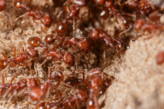 Pogonomyrmex comanche
