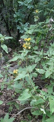 Phlomis viscosa