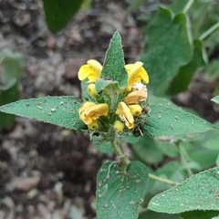 Phlomis viscosa